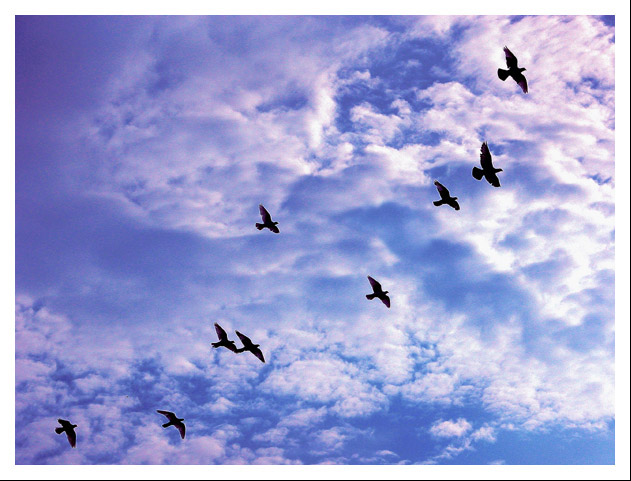 photo "Fly away." tags: nature, misc., 