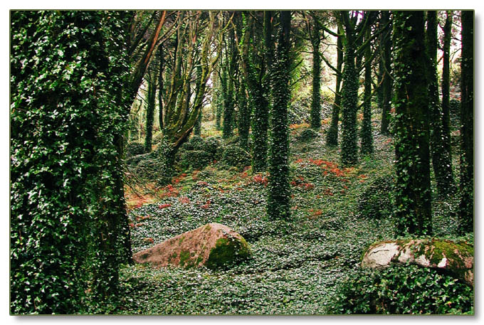 photo "Green" tags: landscape, nature, flowers, forest