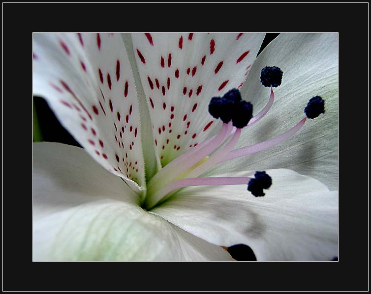 photo "Love to freedom..." tags: nature, macro and close-up, flowers