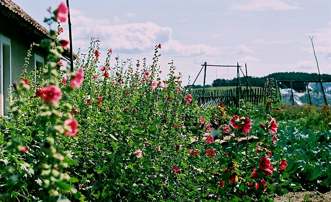 фото "summertime..." метки: пейзаж, лето