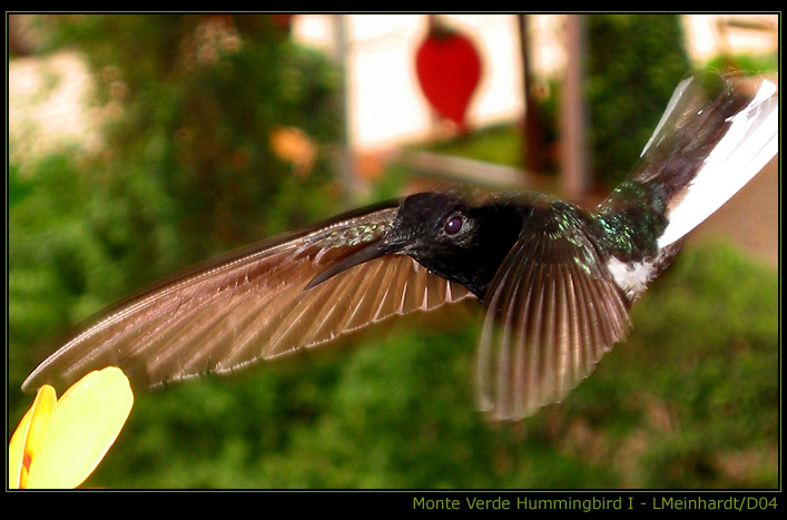 photo "Monte Verde Hummingbird I" tags: nature, wild animals