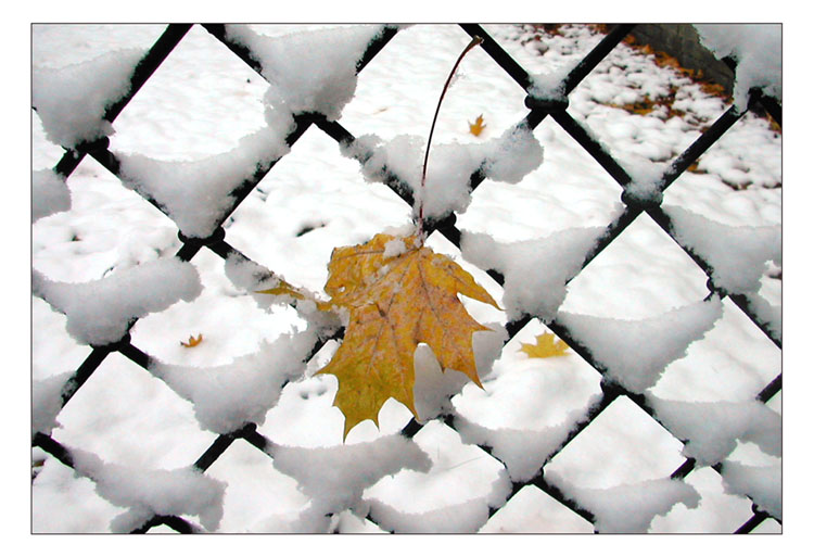 photo "Last yellow leaf" tags: landscape, winter