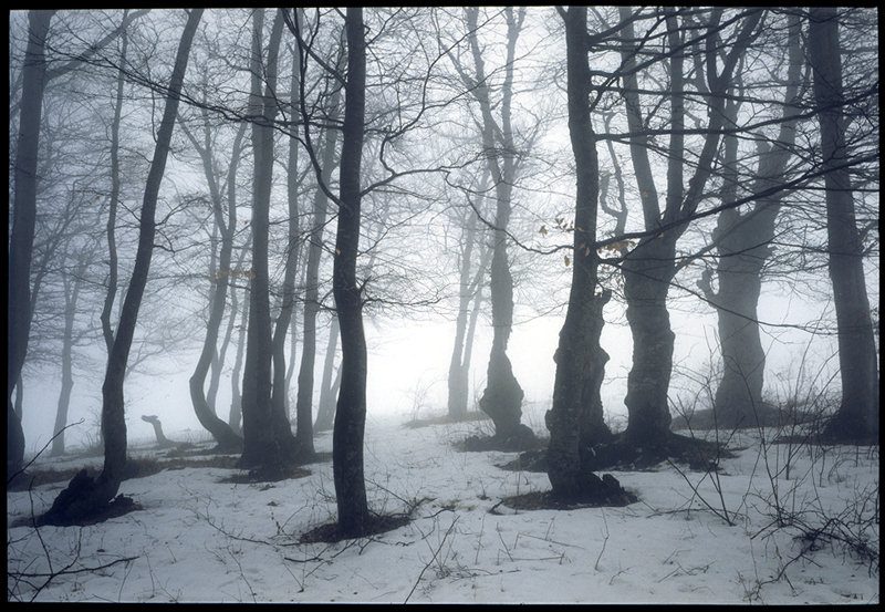 фото "Свет в тумане" метки: пейзаж, лес