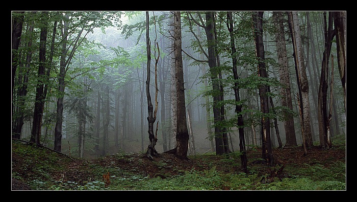 фото "***" метки: пейзаж, лес