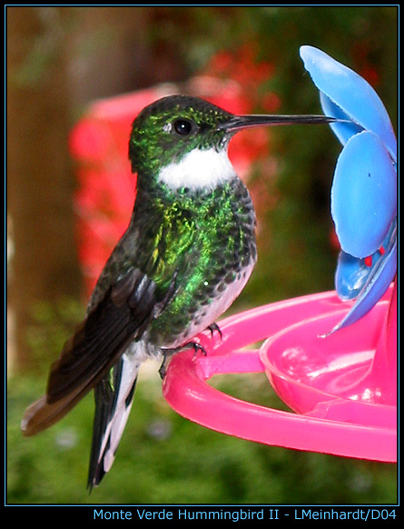 photo "Monte Verde Hummingbird II" tags: nature, wild animals