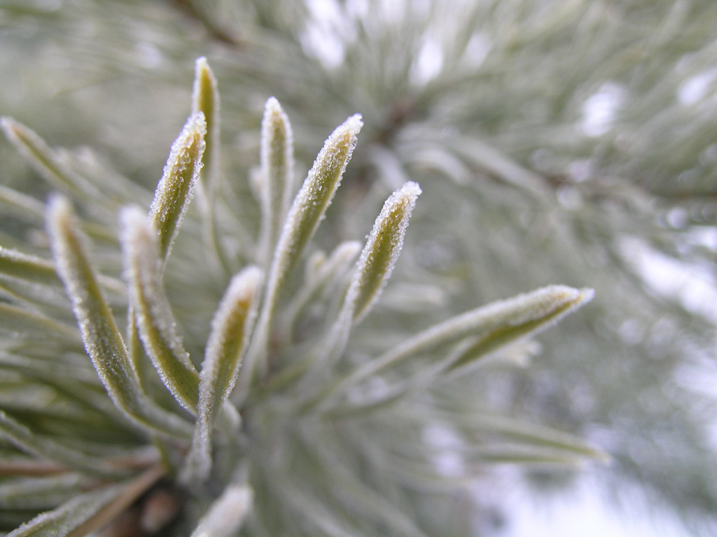 photo "Coldly" tags: landscape, nature, flowers, forest