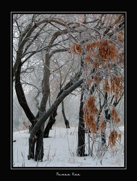 photo "Redhead Scythe" tags: misc., landscape, winter
