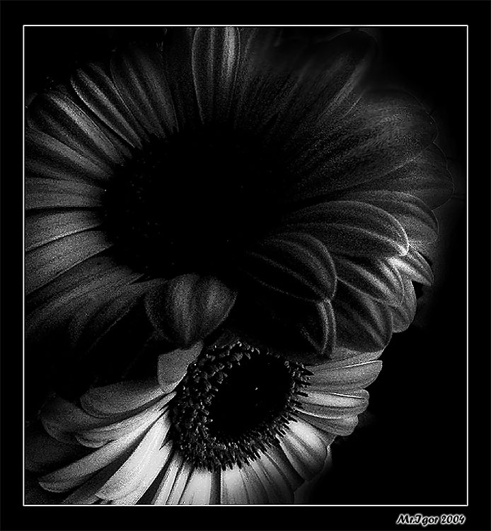 photo "Petal # 3" tags: still life, black&white, 
