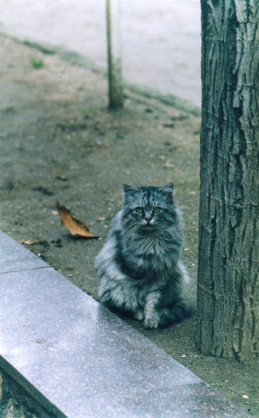 photo "One-forelegged cat" tags: nature, pets/farm animals, wild animals