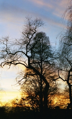 фото "Tree" метки: природа, 