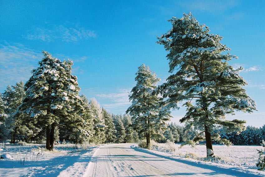 photo "Winter road" tags: landscape, forest, winter