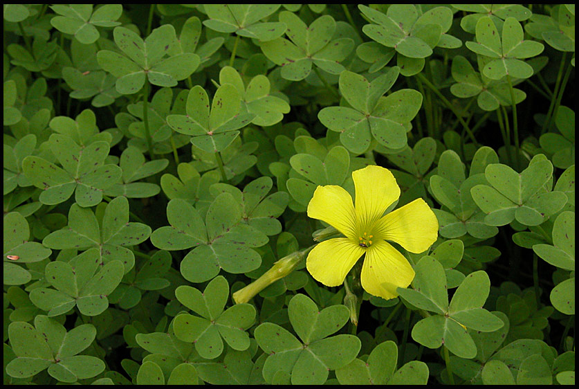 photo "Yellow & Green" tags: nature, flowers