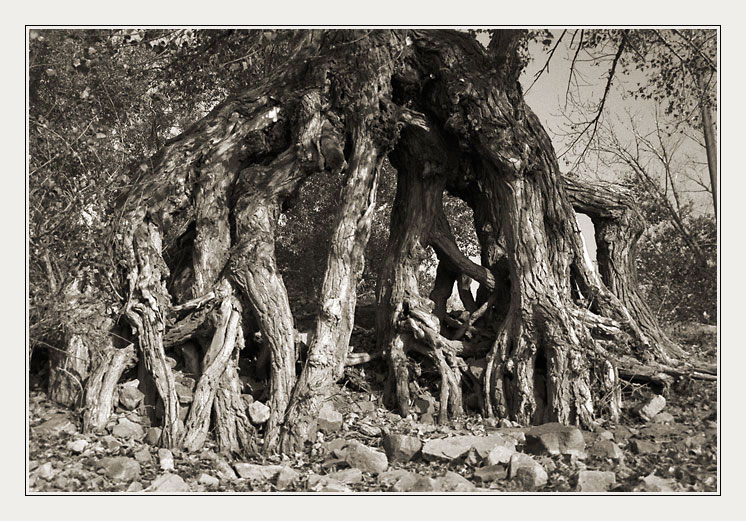 photo "Roots" tags: black&white, nature, flowers