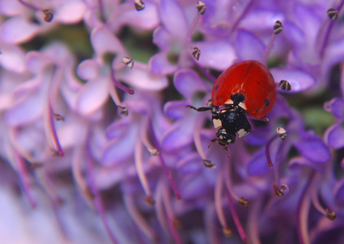 photo "A LADYBUG" tags: misc., 