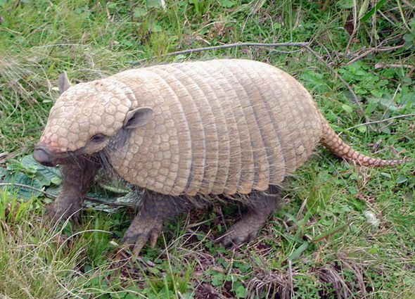 photo "I discovered who was doing holes in my garden" tags: nature, landscape, wild animals