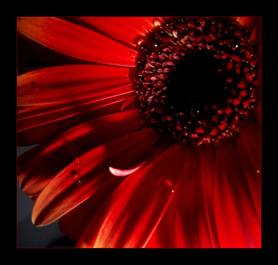 photo "Rouge et noir" tags: macro and close-up, nature, flowers