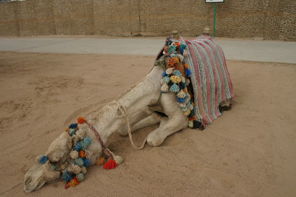 photo "Melancholy "ship of the desert"" tags: humor, travel, Africa