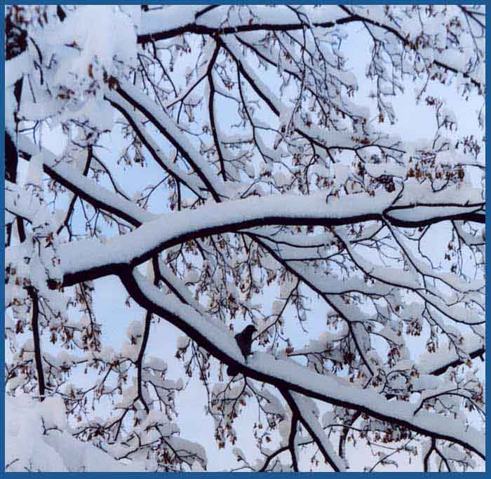 photo "Lonely... Winter..." tags: landscape, nature, winter