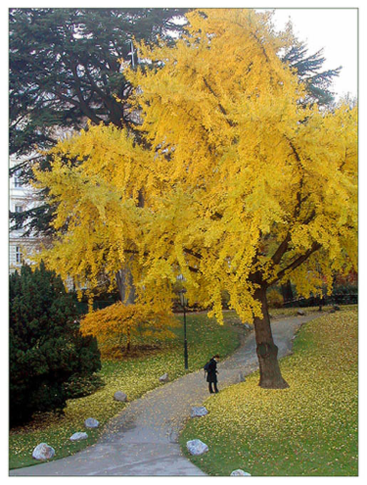 photo "Autumn in Vienna" tags: landscape, autumn