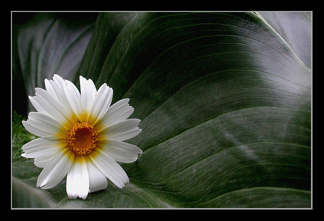 photo "undulating" tags: nature, macro and close-up, flowers