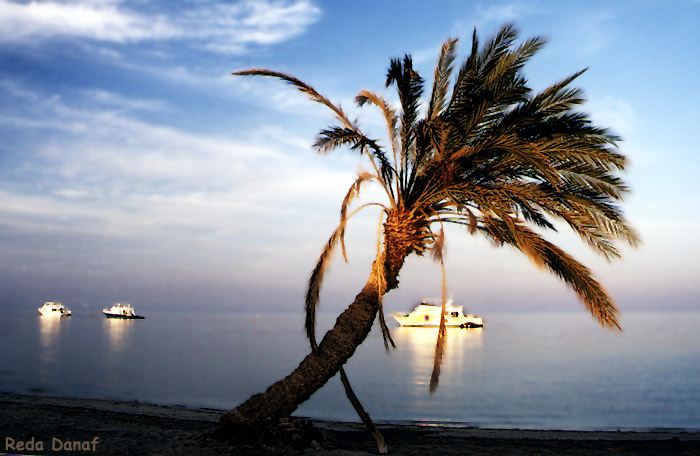 photo "Palm tree" tags: travel, landscape, Africa, water