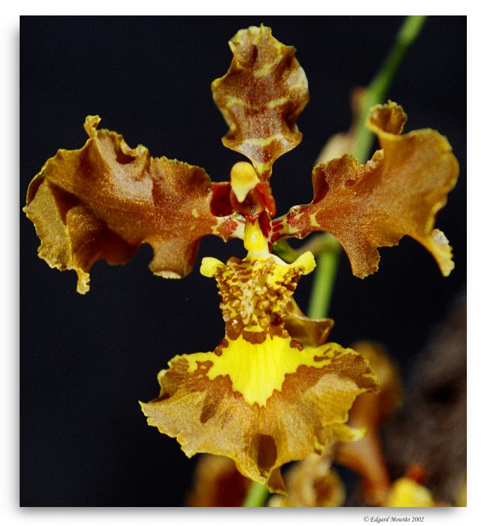 фото "Oncidium crispum" метки: макро и крупный план, природа, цветы