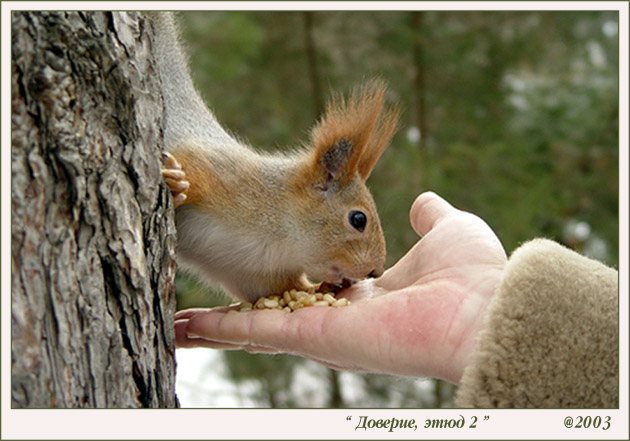 фото "Доверие" метки: жанр, 