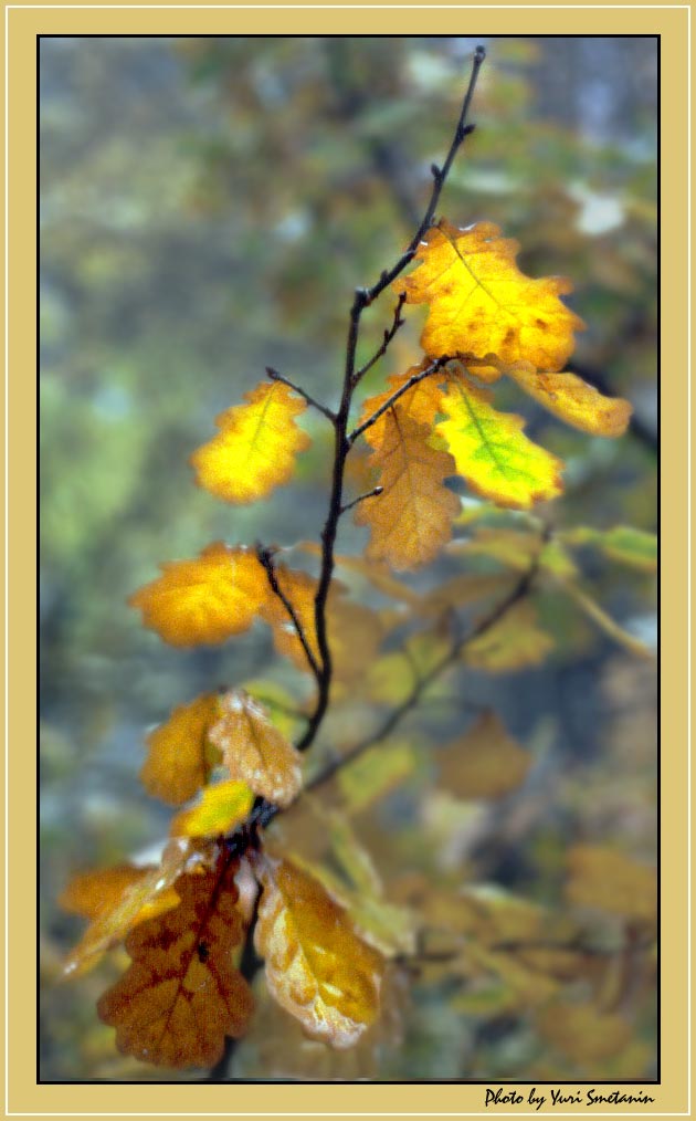 фото "Последние краски..." метки: пейзаж, природа, осень, цветы