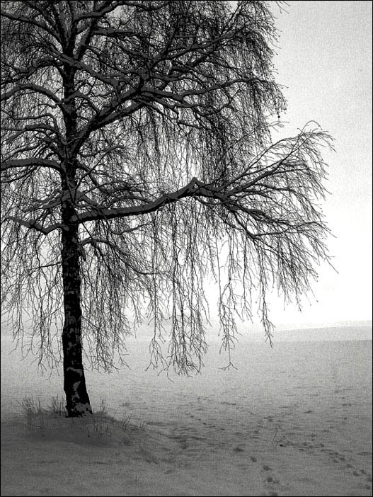 photo "I"..." tags: black&white, nature, 