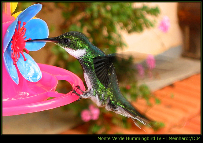photo "Monte Verde Hummingbird IV" tags: nature, wild animals