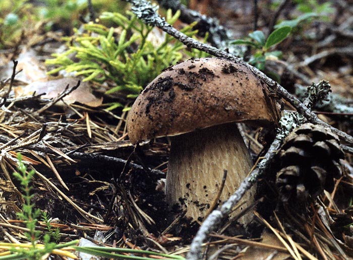 photo "Mushroom it is time - 2" tags: nature, flowers
