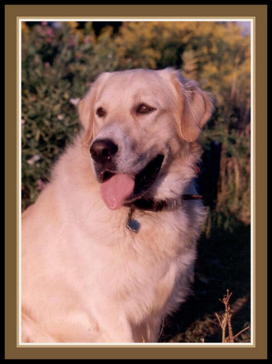 фото "My Dog" метки: , 