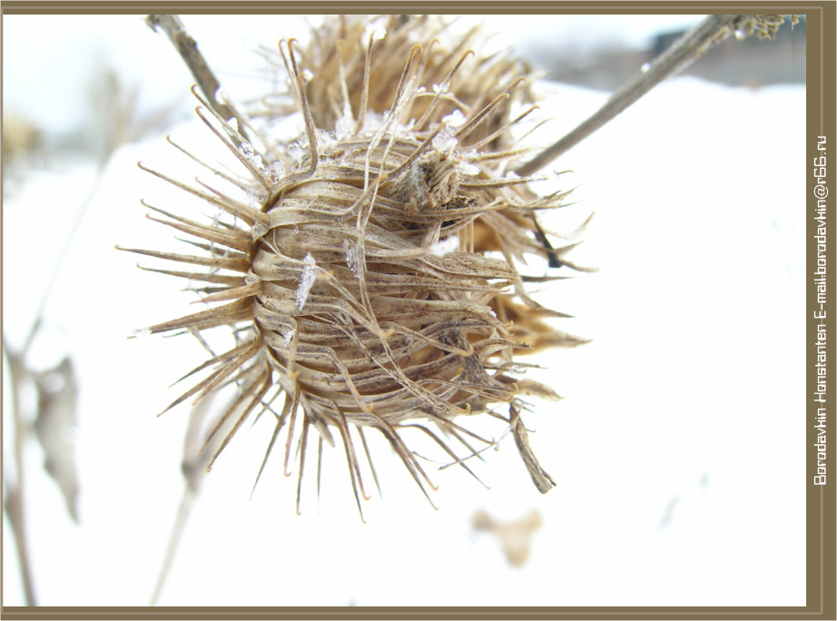 фото "Зимние колючки" метки: макро и крупный план, природа, цветы