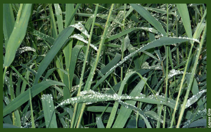 photo "Dew on a sedge" tags: nature, landscape, flowers, summer
