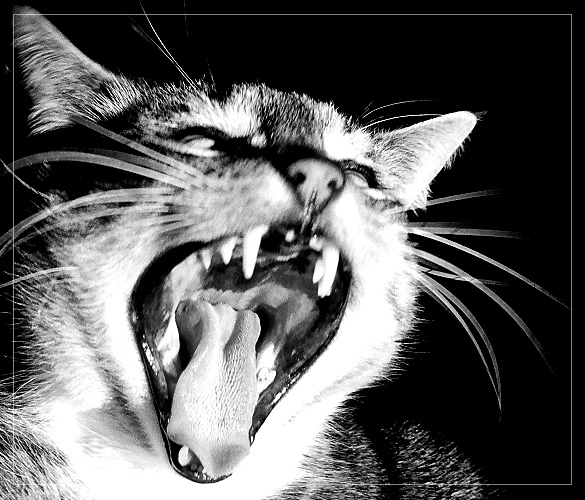 фото "Real Tiger. Just Smaller." метки: природа, домашние животные