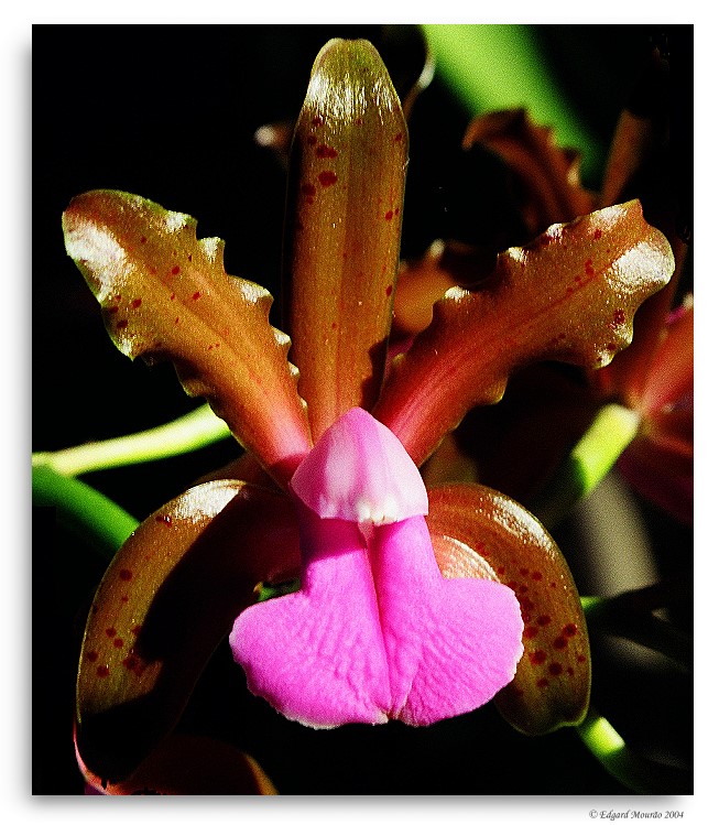 photo "Cattleya bicolor" tags: nature, macro and close-up, flowers