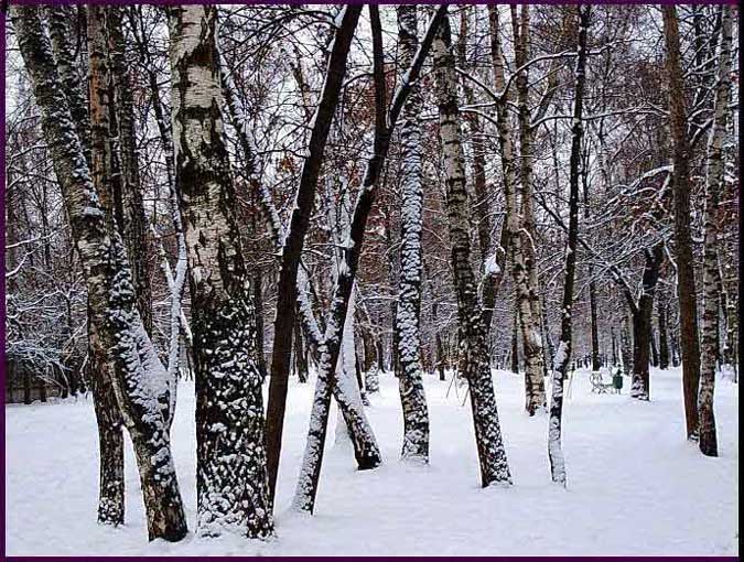 photo "Birches" tags: landscape, winter