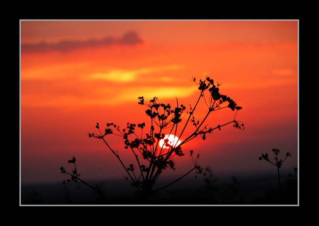 photo "ardent" tags: landscape, sunset