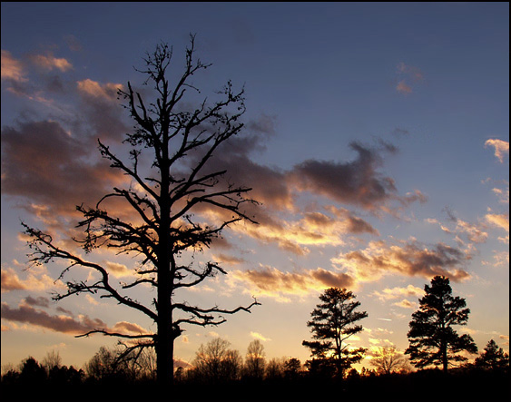 photo "Sunset Sentinels" tags: landscape, nature, flowers, sunset