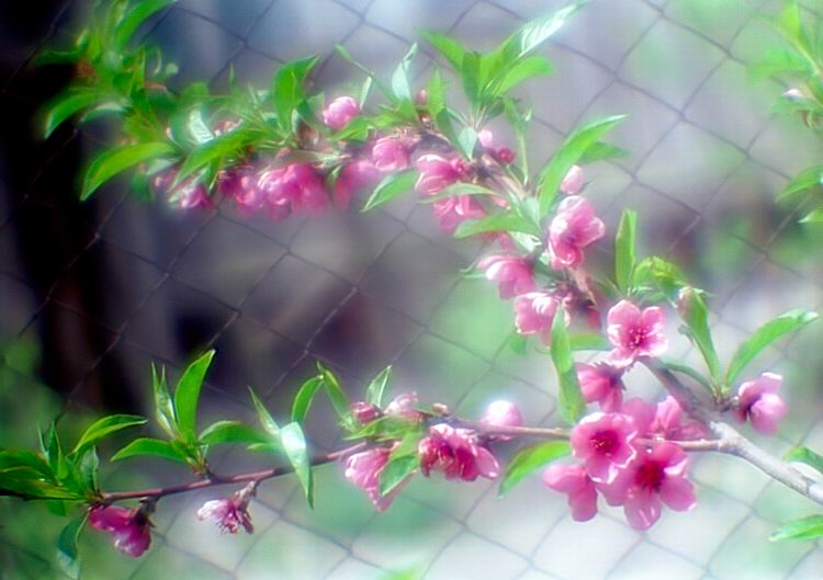 фото "Скоро Весна!.." метки: природа, пейзаж, весна, цветы