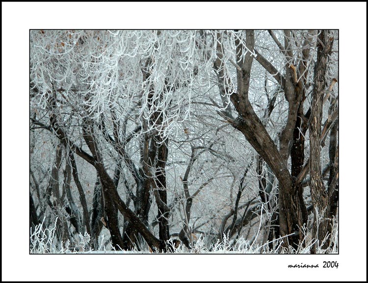 photo "White maples" tags: landscape, winter