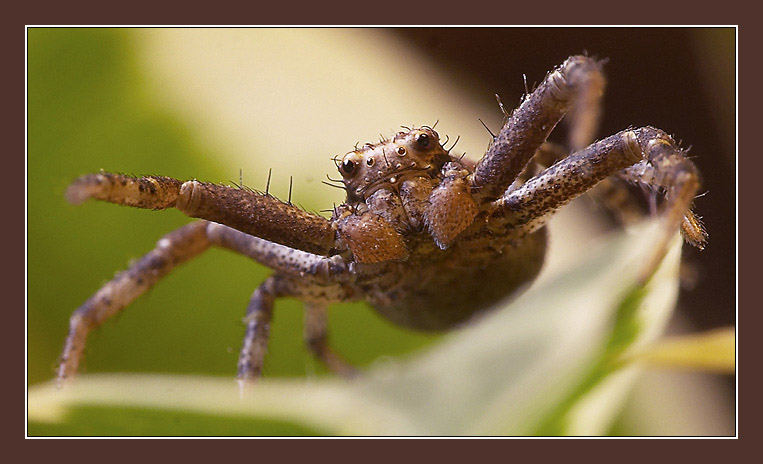 photo "BOXER" tags: macro and close-up, 