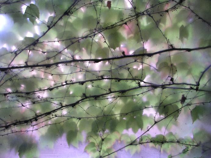 photo "Window" tags: misc., nature, 