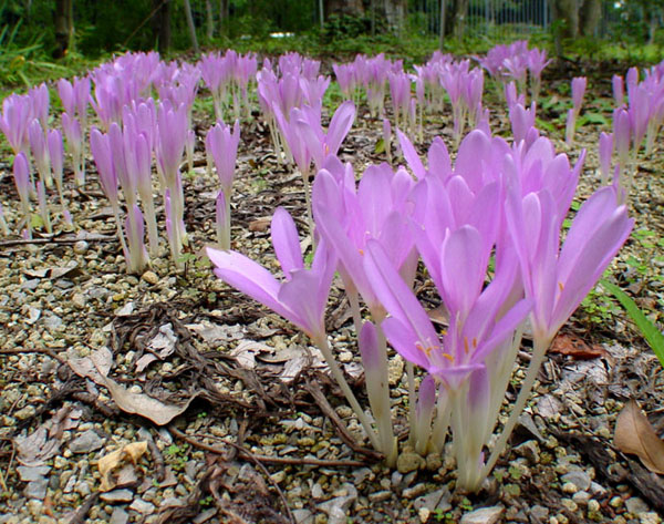фото "dwarf flowers" метки: природа, цветы
