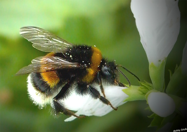 photo "on powder" tags: nature, insect