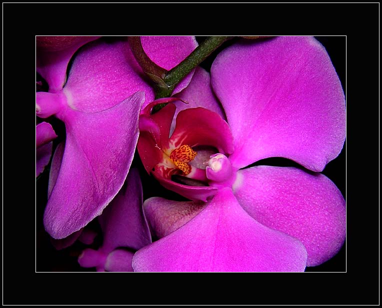 photo "Time to live..." tags: nature, macro and close-up, flowers