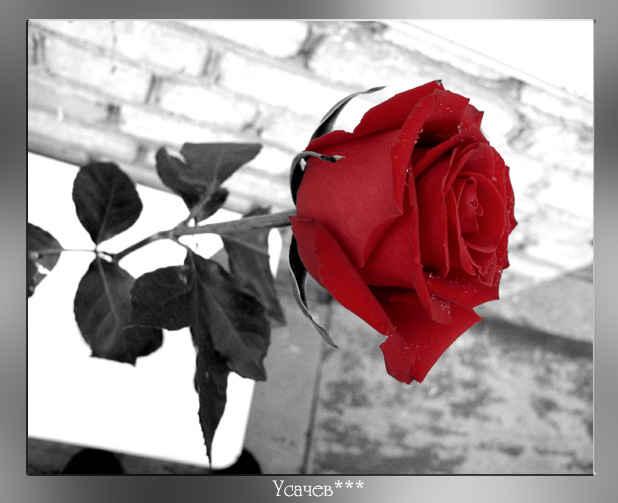 photo "rose" tags: nature, macro and close-up, flowers