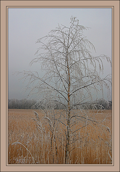 photo "Winter sketches" tags: landscape, nature, winter