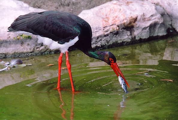 photo "Lunch Time" tags: nature, genre, wild animals