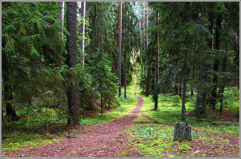 photo "Forest etude" tags: landscape, forest